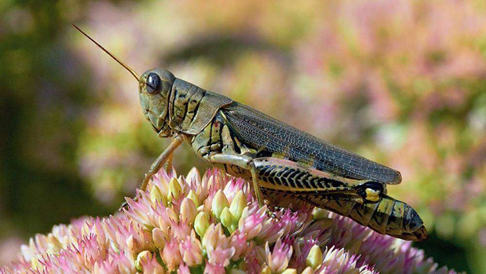 damaging-insects-to-your-garden-grasshopper_11868_2023-05-02_15-06