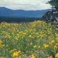 Spring Flowers in Bozeman, Montana