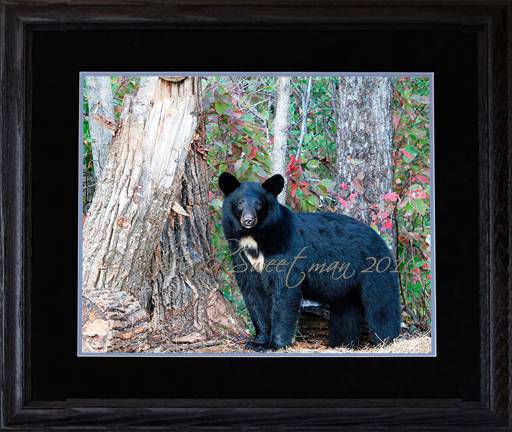 Black Bear Images Beauty