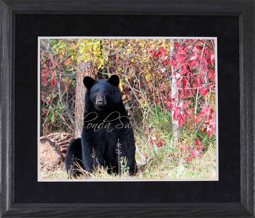 Black Bear Images Red Sitting Fall