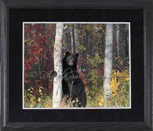 Black Bear Images Tree Hugger