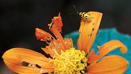damaging-insects-to-your-garden-spotted-cucumber-beetle_11868_2023-05-02_15-06