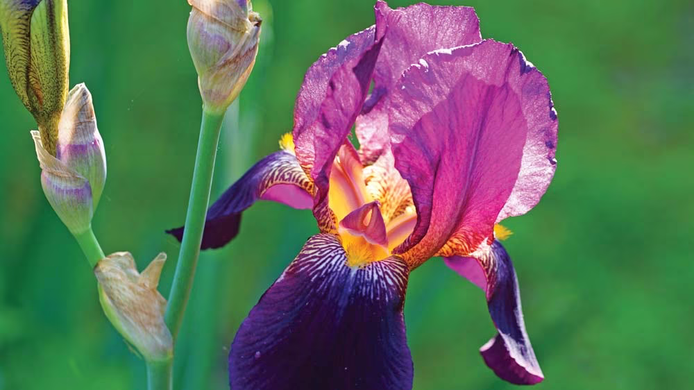 bearded-iris-AdobeStock_353964337_11868_2025-08-08_10-34
