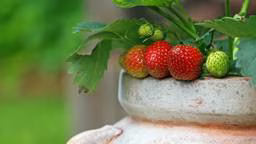 Strawberries Growing in a Container
