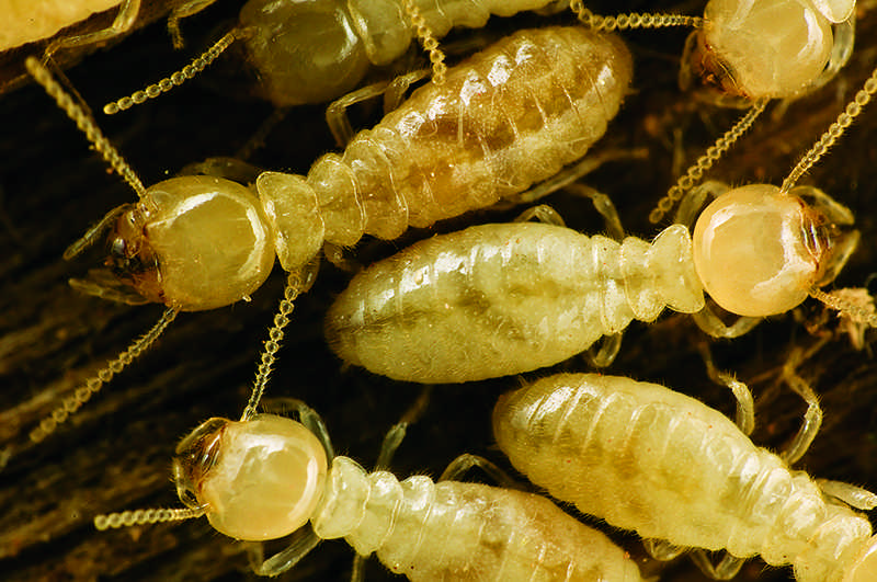 warding off log home pests termites